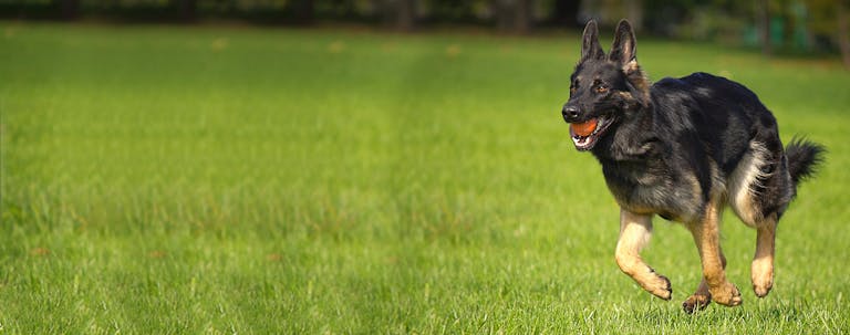 How to Train an Older Dog Basic German Commands How to Train an Older Dog Basic German Commands